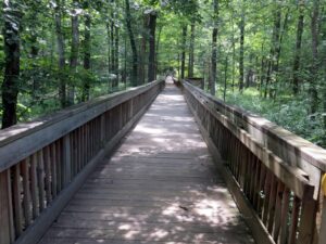 Shaded Walkway in Woods