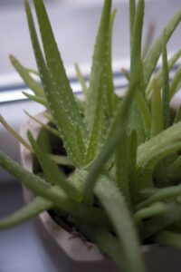 Aloe