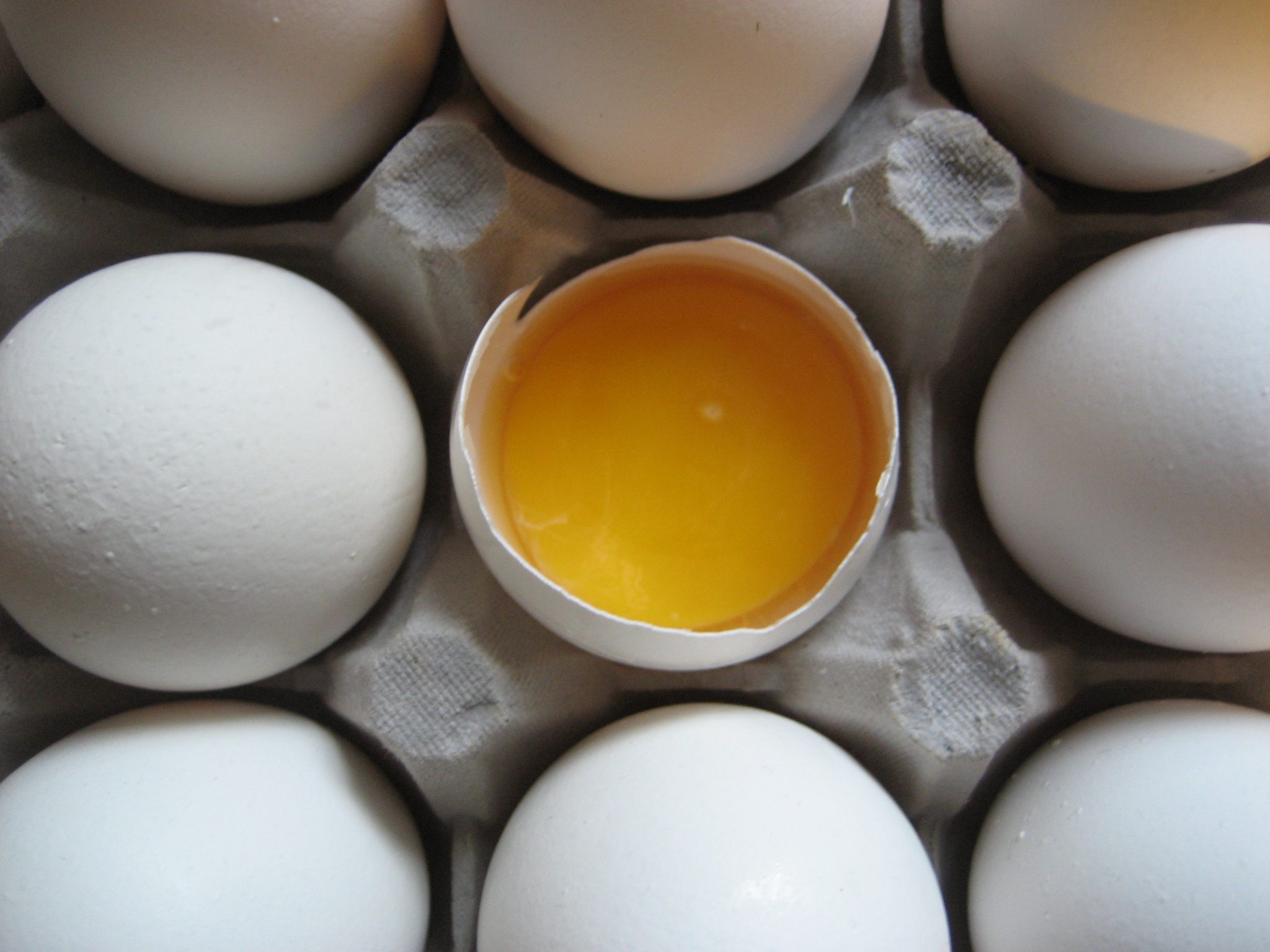 Обожает яйца. Яичный протеин. Сухой желток. Яйца в моче. 3 Цельных яйца.